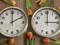 Two clocks on a wooden surface surrounded by tulips. One clock shows 1:45, the other shows 2:45.