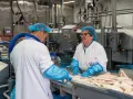 Pracownicy w białych fartuchach i niebieskich czepkach pracują w przetwórni ryb. Kobieta śmieje się, a obok niej leżą świeże filety rybne. To typowe aizen biuro.