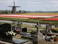 Cmentarz z kwiatami i wiatrakiem w tle, symbolizujący rozłąkowe w Holandii. Kolorowe pola tulipanów tworzą malowniczy krajobraz.