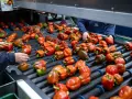 Praca w Emmeloord: ręczne sortowanie papryk na linii produkcyjnej. Czerwone i zielone papryki przesuwają się po taśmie.