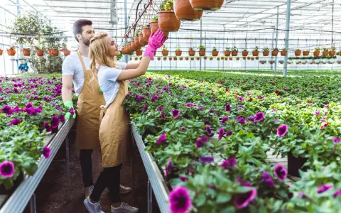 Para pracująca w szklarni, pielęgnująca kwiaty. Marzycie o pracy w Holandii? Agencja pracy Holandia dla par pomoże Wam znaleźć zatrudnienie.