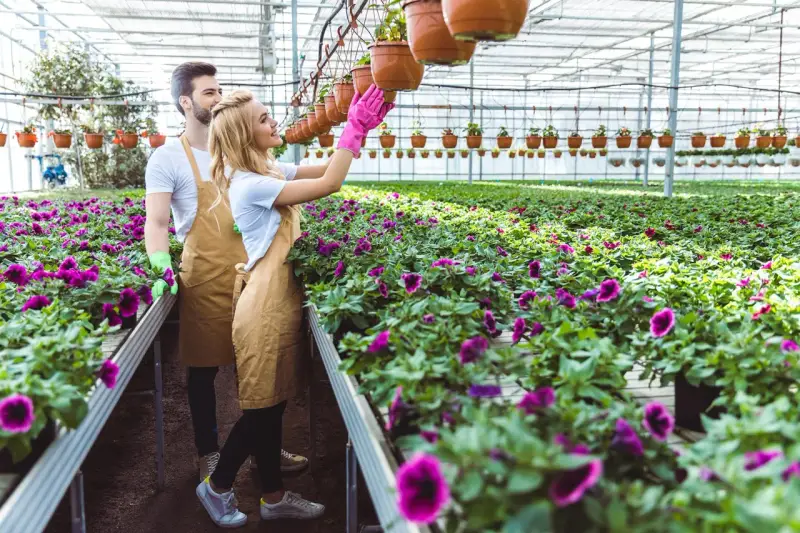 Para pracująca w szklarni, pielęgnująca kwiaty. Marzycie o pracy w Holandii? Agencja pracy Holandia dla par pomoże Wam znaleźć zatrudnienie.